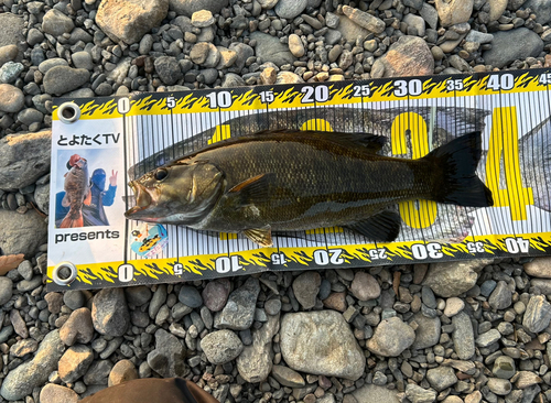 スモールマウスバスの釣果