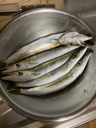 カマスの釣果