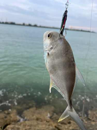 ガーラの釣果