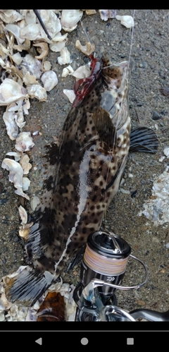 チャイロマルハタの釣果