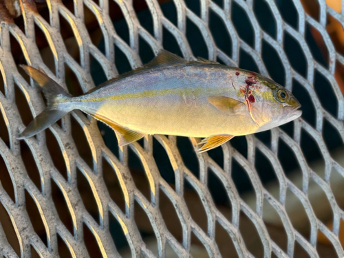 ネリゴの釣果