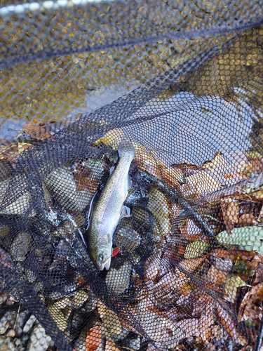 ニジマスの釣果