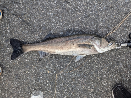 スズキの釣果