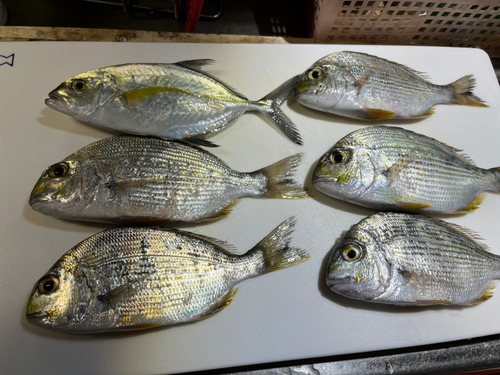 ヘダイの釣果