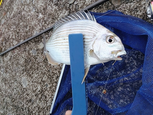 ヘダイの釣果