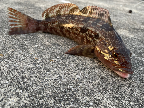 アイナメの釣果