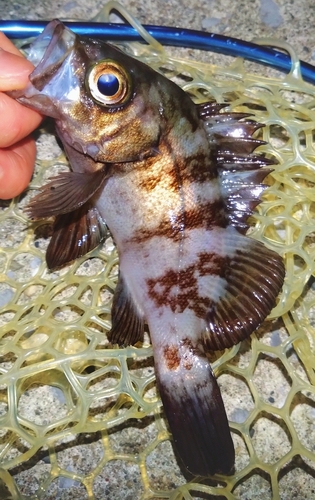 シロメバルの釣果