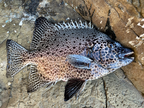 イシガキダイの釣果