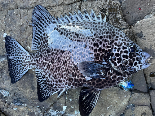 イシガキダイの釣果