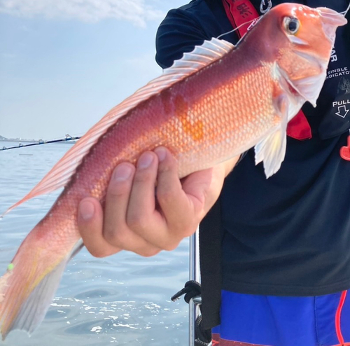 アマダイの釣果