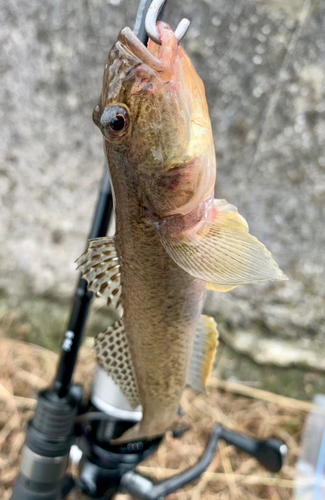 ハゼの釣果