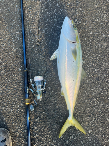 ブリの釣果