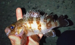 シロメバルの釣果