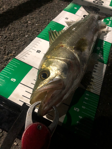 シーバスの釣果