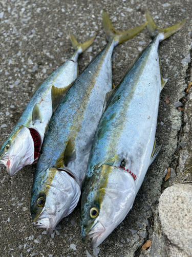 イナダの釣果