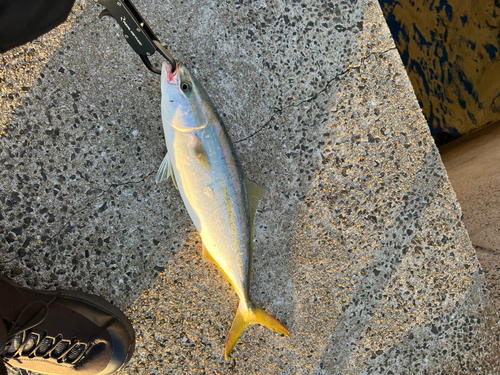 ブリの釣果