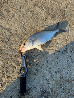 ネリゴの釣果