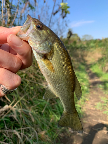 ラージマウスバスの釣果