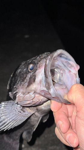 クロソイの釣果