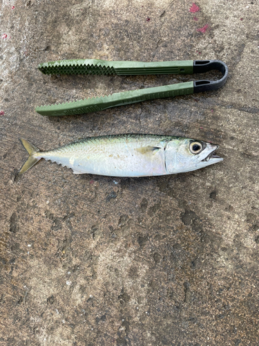 サバの釣果