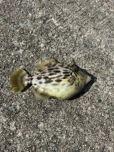 カワハギの釣果