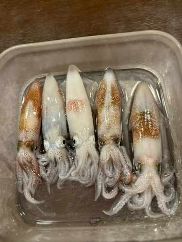 マメイカの釣果