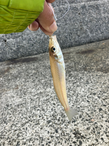 キスの釣果