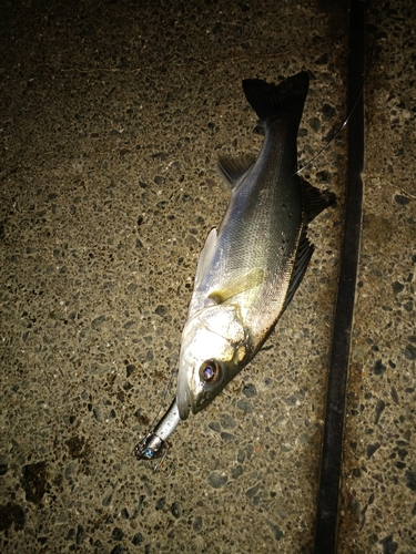 セイゴ（マルスズキ）の釣果