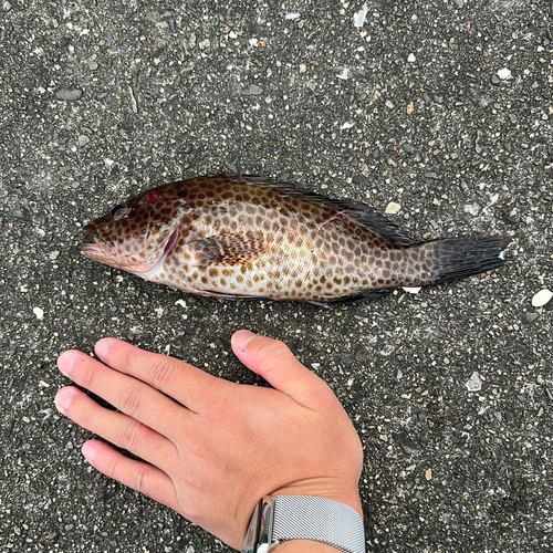 オオモンハタの釣果