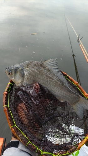 ヘラブナの釣果