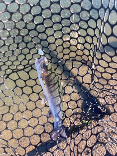 ニジマスの釣果