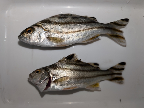 コトヒキの釣果