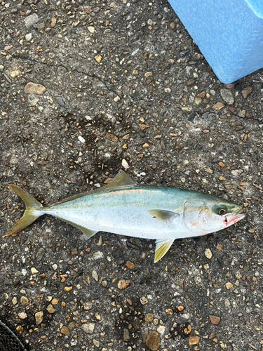 ハマチの釣果