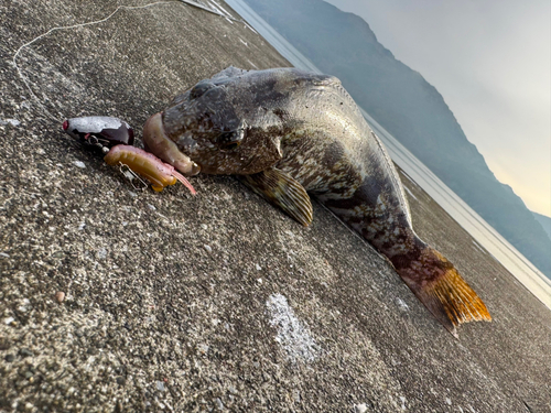 アイナメの釣果