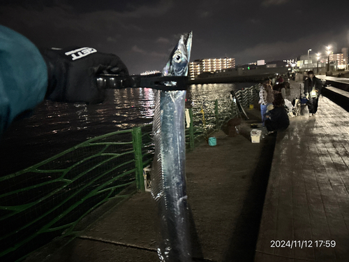 タチウオの釣果