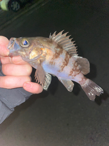 メバルの釣果