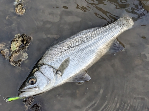 フッコ（ヒラスズキ）の釣果