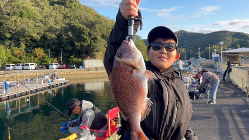 マダイの釣果