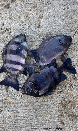 イシダイの釣果