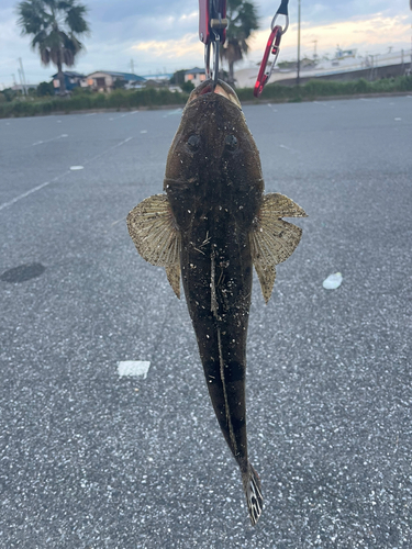 マゴチの釣果