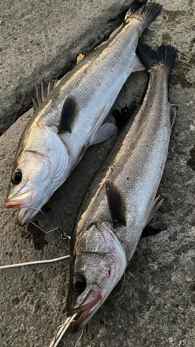 シーバスの釣果