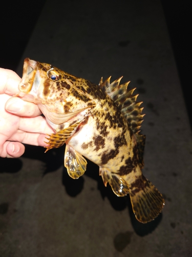 タケノコメバルの釣果