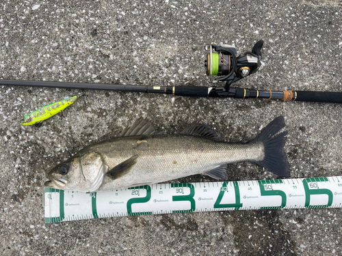 シーバスの釣果