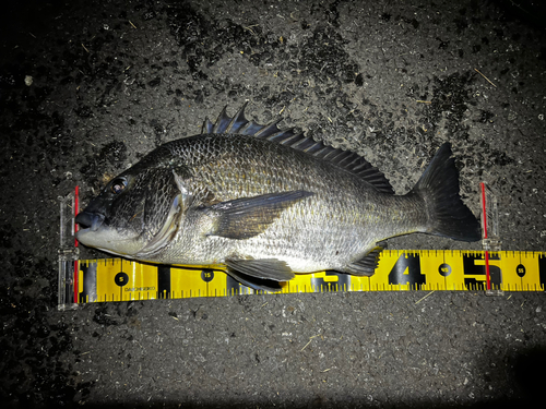 クロダイの釣果