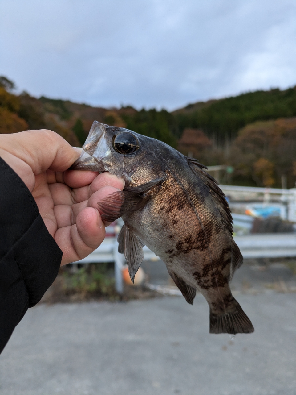 シロメバル