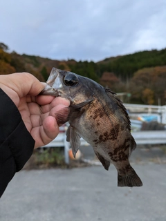 シロメバルの釣果