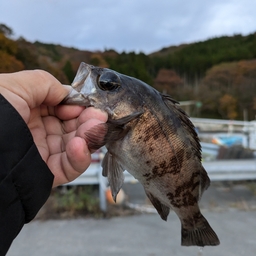 シロメバル