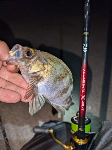 シロメバルの釣果