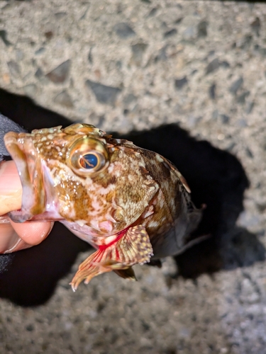 カサゴの釣果