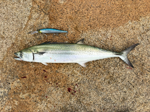 サゴシの釣果